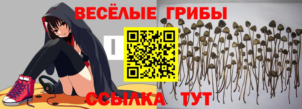 Псилоцибиновые грибы Psilocybe  Вход с VPN  Галлюциногенные грибы Psilocybe  Ростов-на-Дону 
